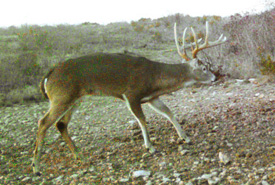 ALDO Ranch - Texas Big Game Hunting Trips