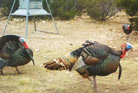 ALDO Ranch - Texas Deer Hunting Trips