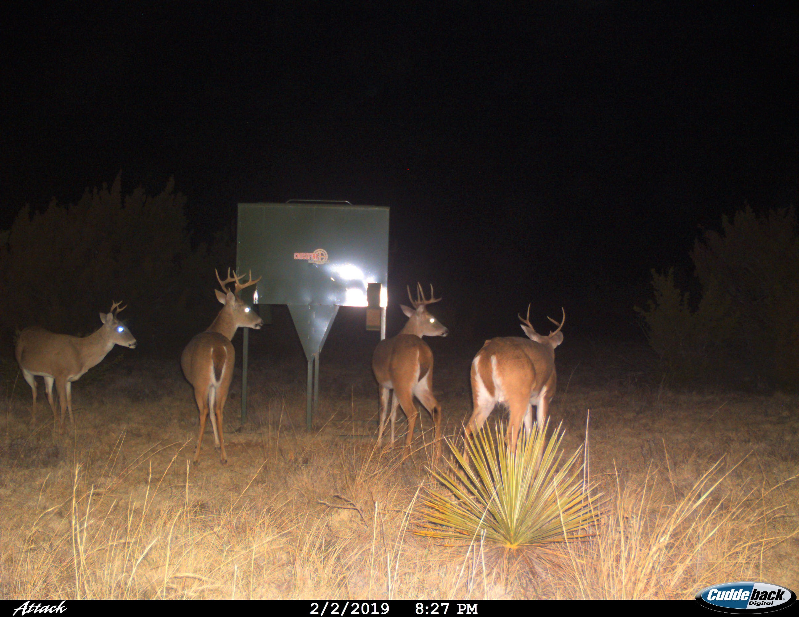 ALDO Ranch - Texas Whitetail Deer Hunting