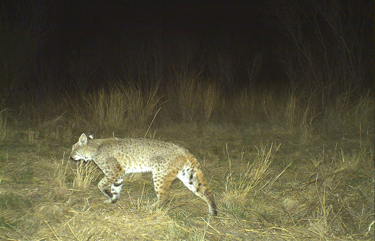 ALDO Ranch - Texas Big Game Hunting Trips