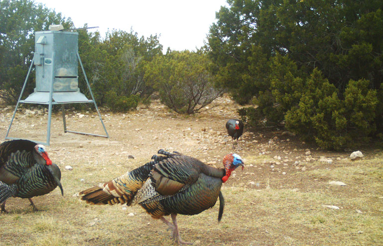 ALDO Ranch - Texas Big Game Hunting Trips