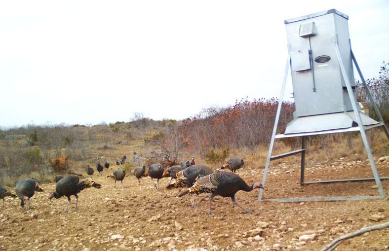 ALDO Ranch - Texas Wild Boar Hunting