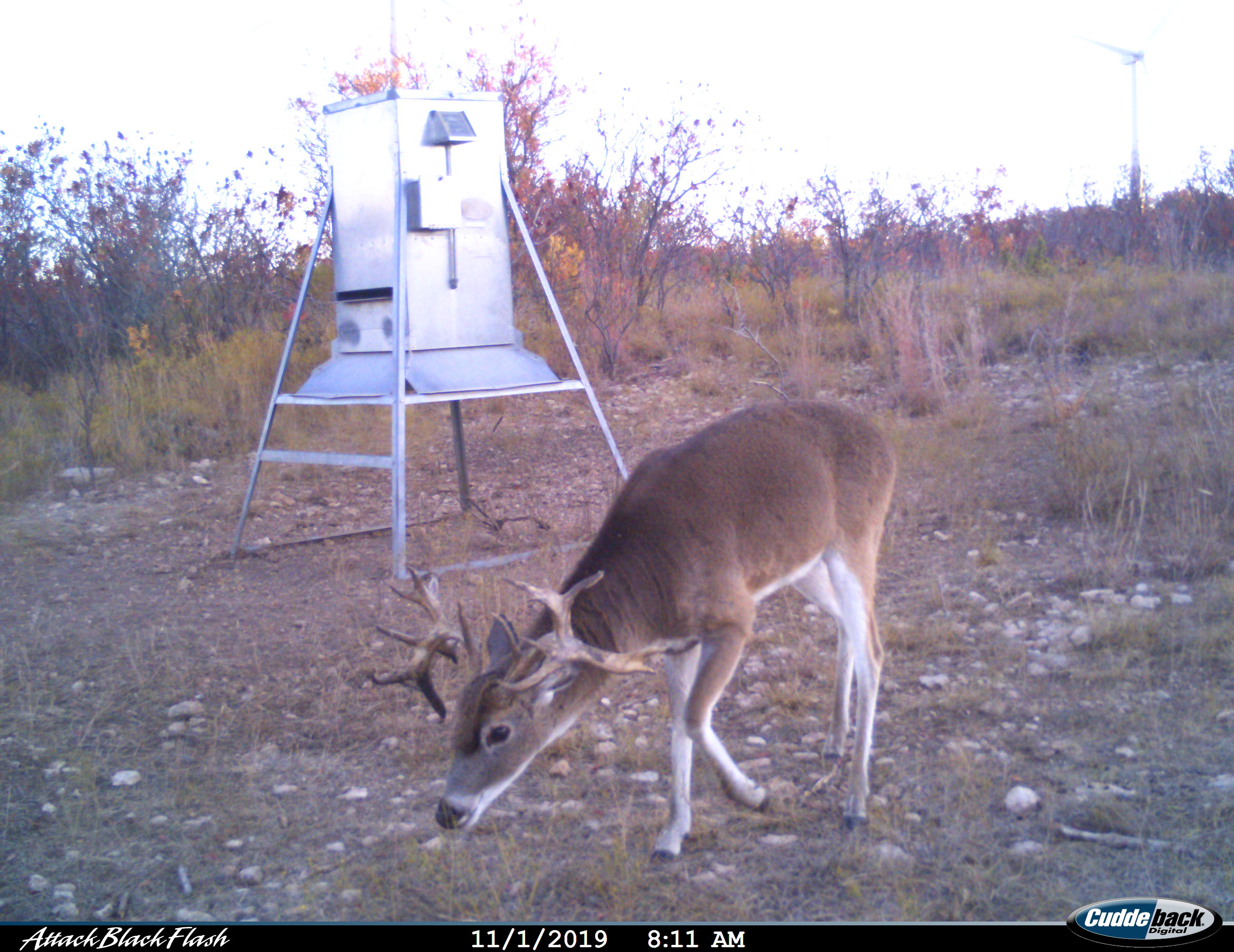 ALDO Ranch - Texas Turkey Hunting