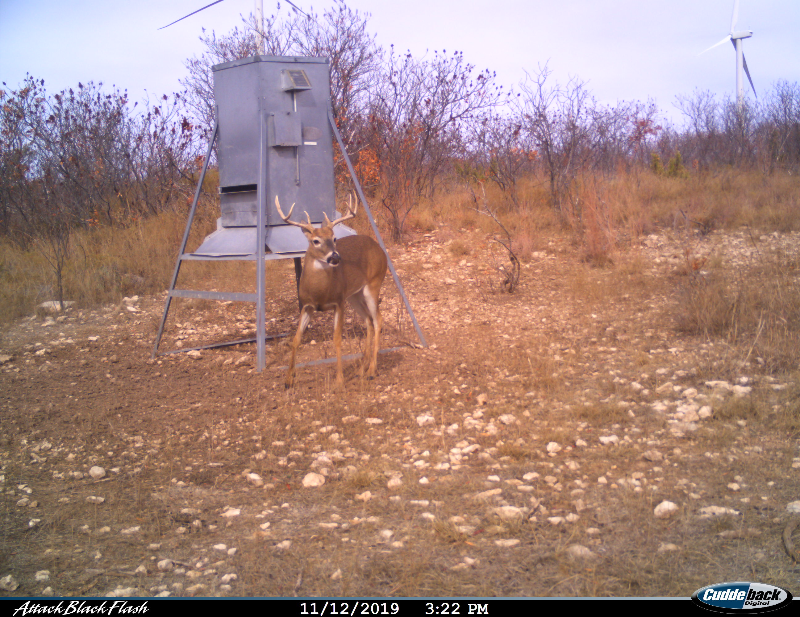 ALDO Ranch - Texas Quail Hunting